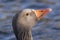 A close up of a greylag goose