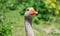 Close up of a greylag goose