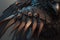 close-up of griffin's sharp talons and claws