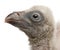 Close-up of Griffon Vulture, Gyps fulvus, 4 days old