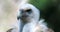 Close Up Griffon Vulture Head