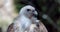 Close Up Griffon Vulture Head