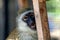 Close-up of a grivet monkey