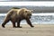 Close up of a Grizzly Bear