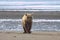 Close up of a Grizzly Bear at sunup