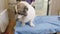 Close-up of groomer combing and drying a corgi dog with a hair dryer in a beauty salon for dogs.