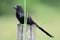 Close up of a Groove-billed Ani Crotophaga sulcirostris