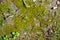 Close up ground with moss and grass on sunny day