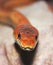 A Close Up of a Ground Snake