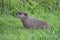 Close-up Of Groundhog in Field