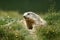 Close up of a groundhog in the mountains