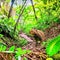 A close up of a groundhog standing on a trail in the forest. Generative AI