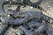 Close up of a Group of Baby Alligators