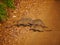 Close-up of a group of banded mongooses Mungos mungo crossing the road in Serengeti Nationalpark