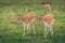 Close-up group of beautiful fallow deers