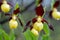 Close up of a group of bizarre looking ladys slipper orchids