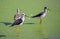 Close up Group of Black Winged Stilt Standing in The Swamp