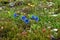 Close up of a group of blue Clusius\\\' gentian