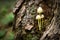 A close up of a group of bonnet mushrooms growing out of a tree trunk