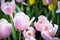 Close up of group of bright colorful tulips in the flower garden,pink tulips with beautiful bouquet background,festival in spring