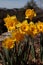 Close up of group of bright yellow spring Easter daffodils blooming outside in springtime
