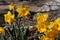 Close up of group of bright yellow spring Easter daffodils blooming outside in springtime
