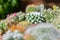 Close up group of cactus growth in ceramic flower pot decoration in garden