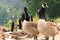 Close up of group of Canada gooses near by the Meuse river in Belgium