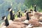 Close up of group of Canada gooses sitting along the river.