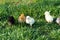 Close-up of a group of chickens in the grass