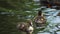 close up group children little ducklings swim on the lake in summer.