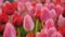 Close up a group of colorful tulip a beautiful and fresh flower selective focus shallow depth of field