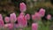 Close up a group of colorful tulip a beautiful and fresh flower selective focus shallow depth of field