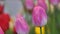 Close up a group of colorful tulip a beautiful and fresh flower selective focus shallow depth of field
