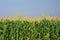 Close up of group Corn Garden has blue sky background