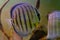 Close up of group of Discus fish in tropical aquariums