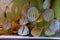 Close up of group of Discus fish in tropical aquariums