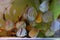 Close up of group of Discus fish in tropical aquariums