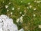Close up of a group of edelweiss (
