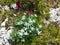 Close up of a group of edelweiss flowers