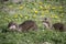 Close up of a group of European otter Lutra lutra