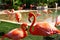 Close up, a group of Flamingos