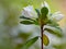 A Close-up of a Group Flowering White Azalea Buds