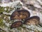 Close up group of Fomitopsis pinicola. Red belt conk or red belted bracket fungus, growing on a dead tree trunk