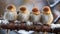 Close up of a group of four sparrows on a tree branch in winter
