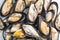 Close up Group fresh Mussel on white plate