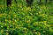 Close up of a group of fresh yellow flowers of lesser celandine or pilewort also known as Ficaria verna or Ranunculus ficari in a