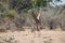 Close-up of a group of giraffes eating in the bush