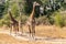 Close-up of a group of giraffes eating in the bush