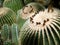 Close up of a group with gold ball cactus